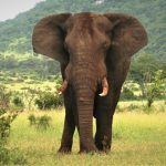 Fly in BUSINESS CLASS from Belgium to South Africa for only €1,794 (round-trip)