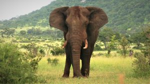 african elephant 4878168 1280