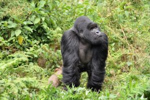 Rwanda gorillas 474728 1280 1024x680 1