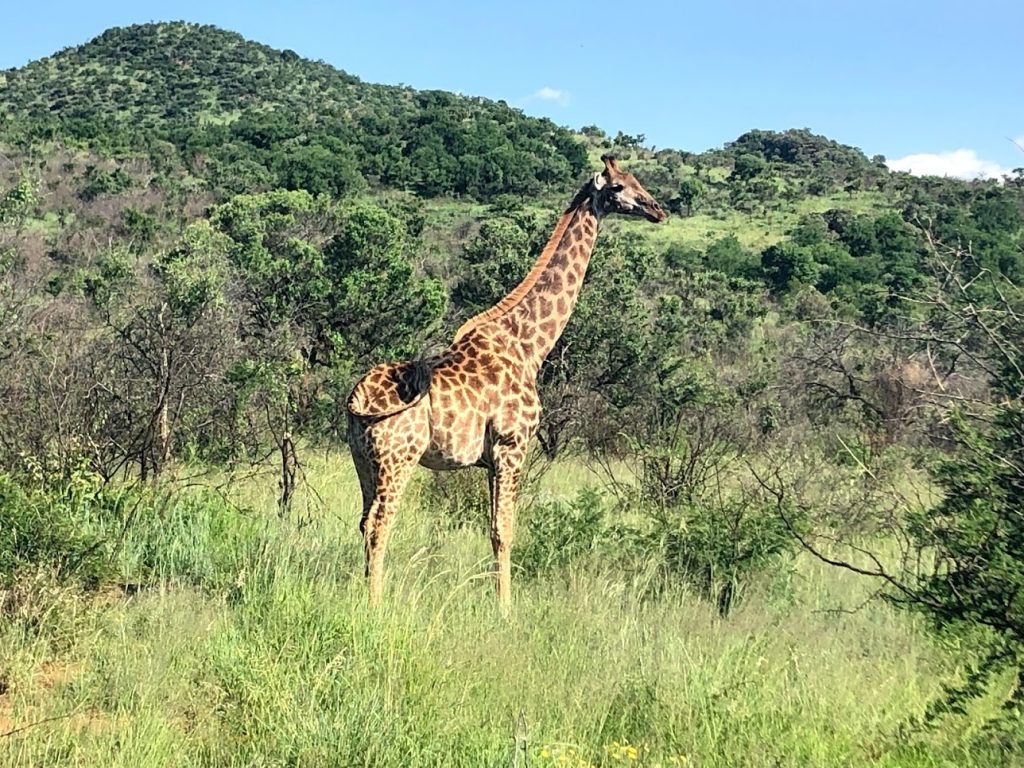 south africa IMG 6284 1024x768 1