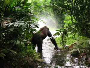 Rwanda, Gorilla