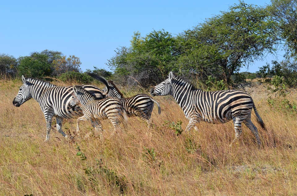 zafrica zebra 185565 960 720
