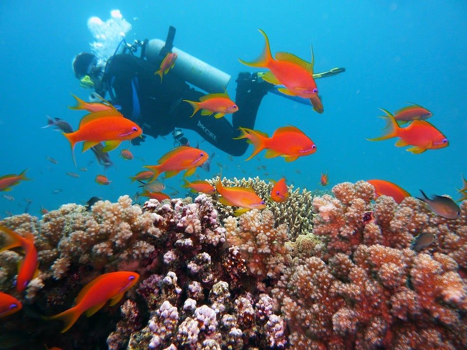 Diving